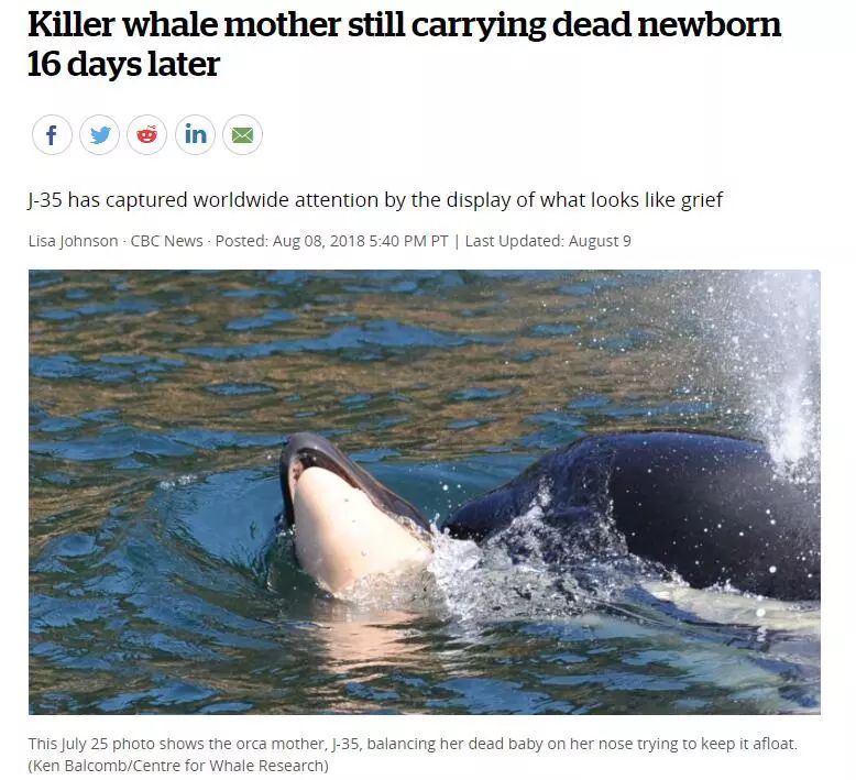 加拿大终于立法禁止圈养鲸鱼：你若不看，它们本可自由！