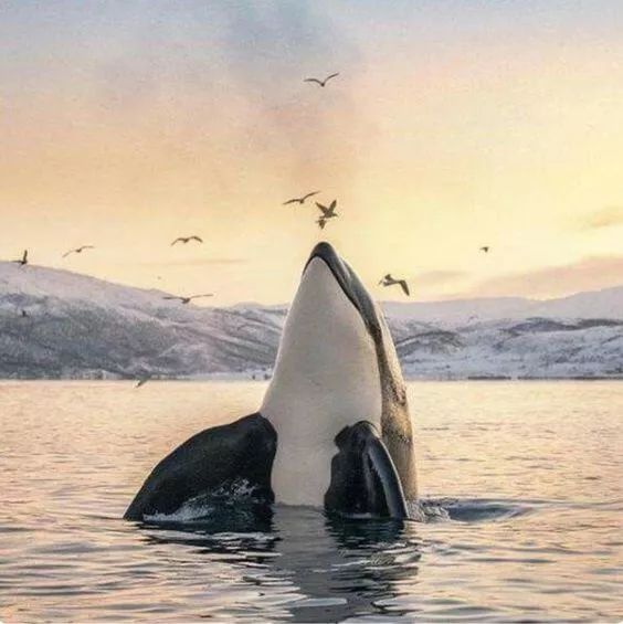 加拿大终于立法禁止圈养鲸鱼:你若不看,它们本可自由! 加拿大终于立法禁止圈养鲸鱼:你若不看,它们本可自由!