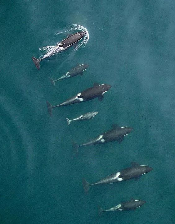 加拿大终于立法禁止圈养鲸鱼:你若不看,它们本可自由! 加拿大终于立法禁止圈养鲸鱼:你若不看,它们本可自由!
