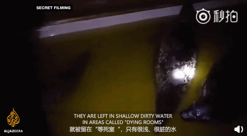 加拿大终于立法禁止圈养鲸鱼:你若不看,它们本可自由! 加拿大终于立法禁止圈养鲸鱼:你若不看,它们本可自由!