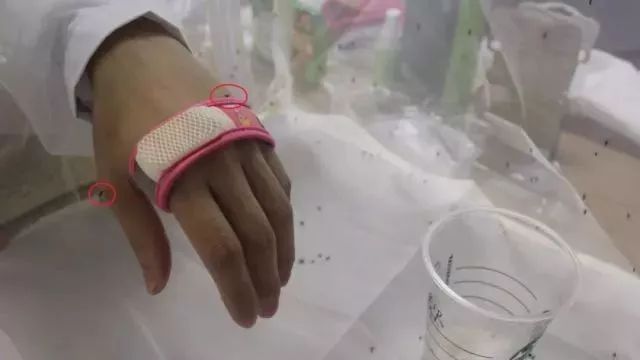 人肉测试：喂了500只蚊子，确认了这些防蚊产品才是你和娃需要的