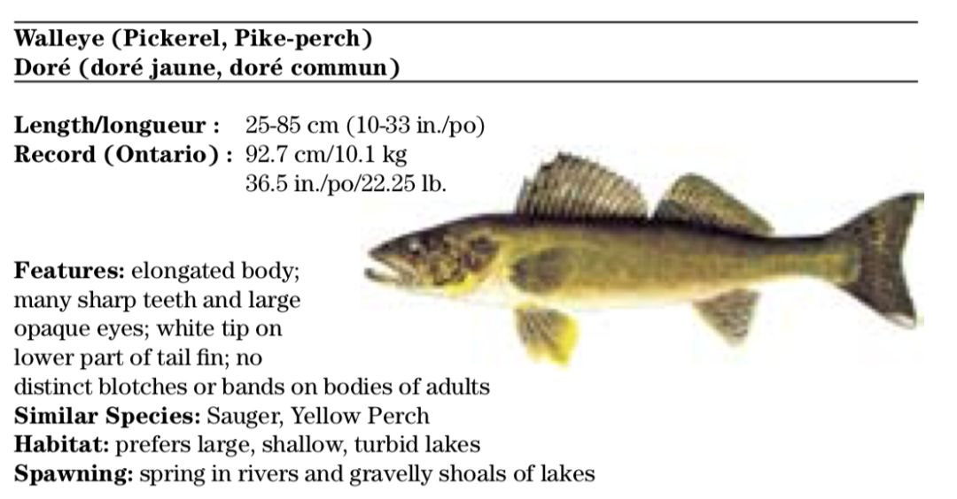 【史上最全】2019家庭钓鱼周准备来袭，在安省钓鱼你需要知道的事！