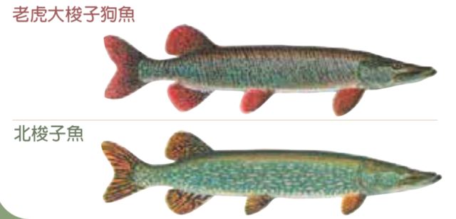 【史上最全】2019家庭钓鱼周准备来袭，在安省钓鱼你需要知道的事！