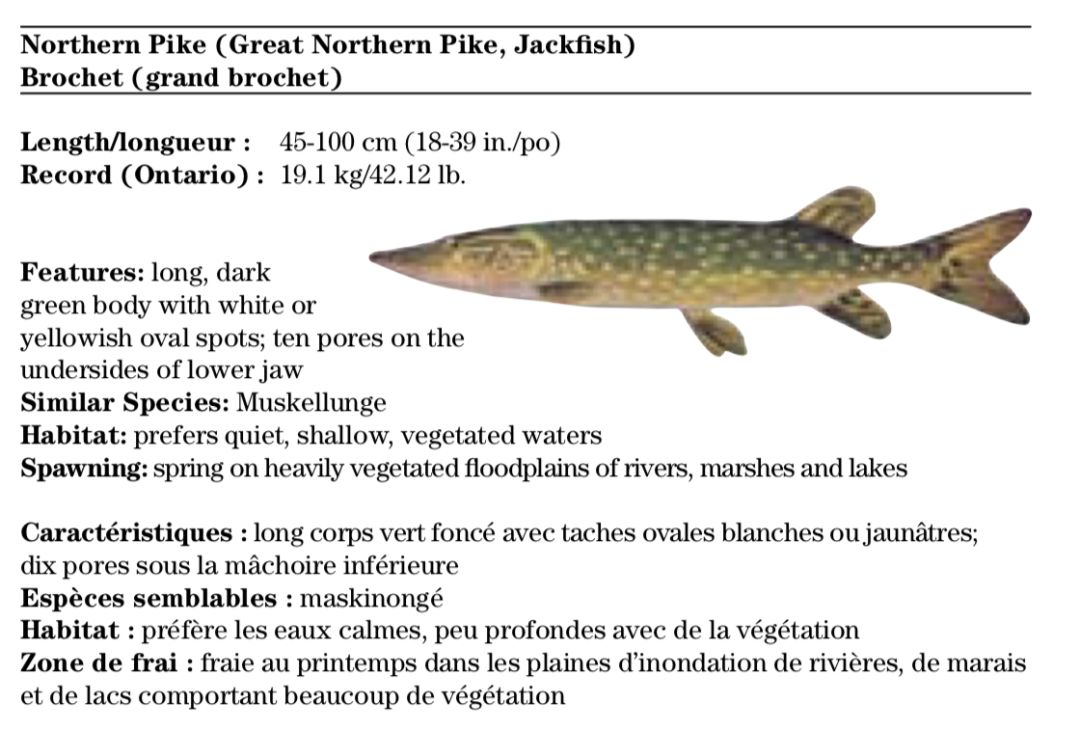 【史上最全】2019家庭钓鱼周准备来袭，在安省钓鱼你需要知道的事！