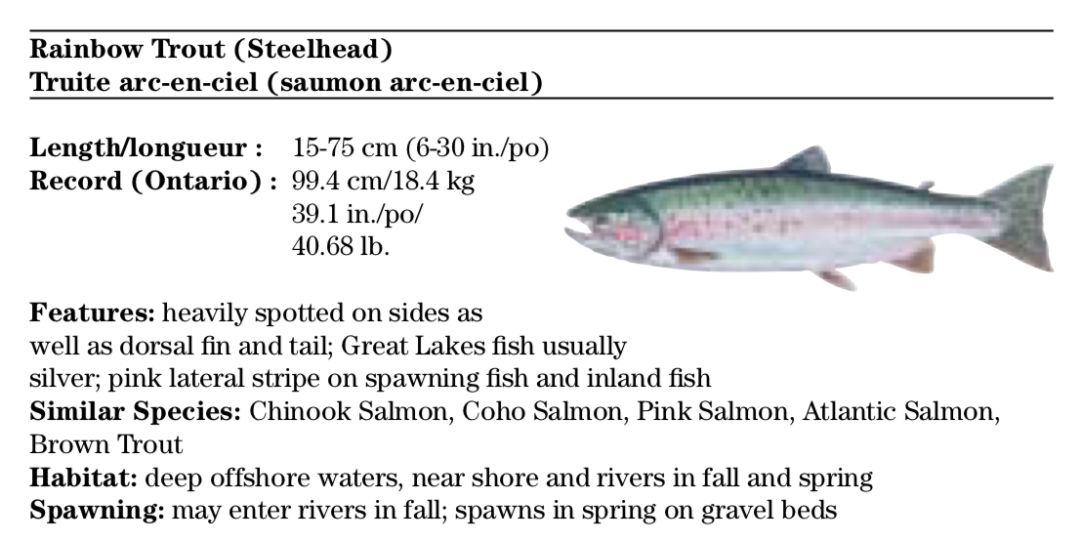 【史上最全】2019家庭钓鱼周准备来袭，在安省钓鱼你需要知道的事！