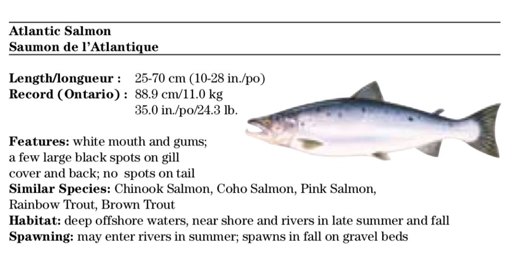 【史上最全】2019家庭钓鱼周准备来袭，在安省钓鱼你需要知道的事！