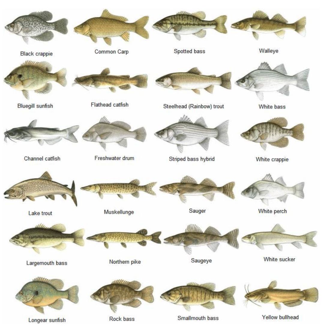 【史上最全】2019家庭钓鱼周准备来袭，在安省钓鱼你需要知道的事！