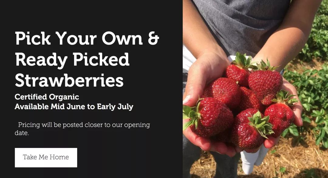 天冷！草莓熟得晚！多伦多周边14个的农场任你挑！