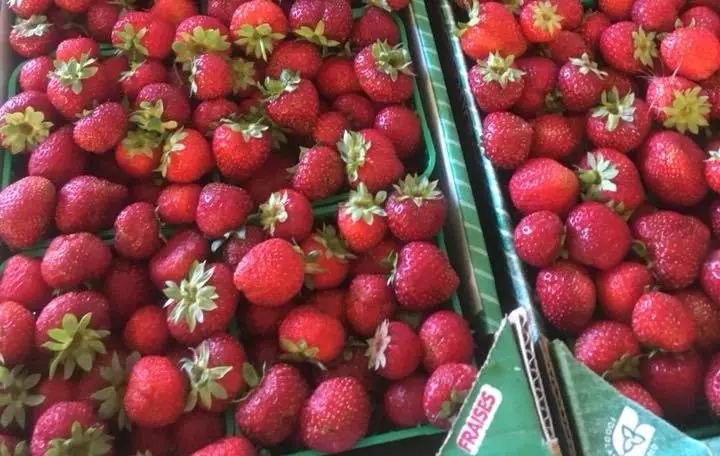 天冷！草莓熟得晚！多伦多周边14个的农场任你挑！