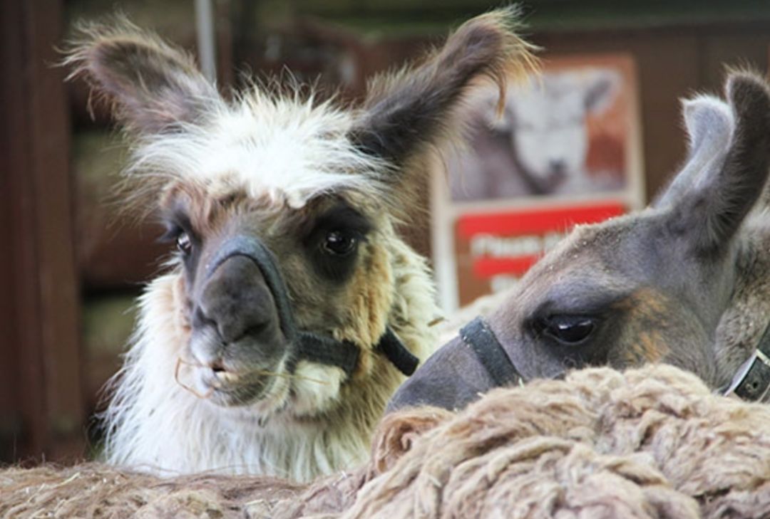 【夏天浪计划】看动物只知道Toronto Zoo？那怎么能行！