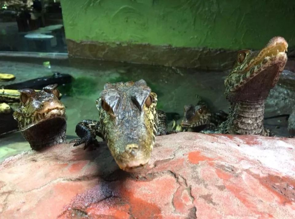 【夏天浪计划】看动物只知道Toronto Zoo？那怎么能行！