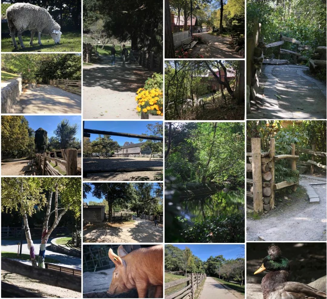 【夏天浪计划】看动物只知道Toronto Zoo？那怎么能行！