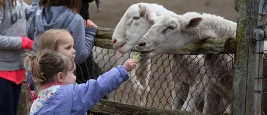 【夏天浪计划】看动物只知道Toronto Zoo？那怎么能行！