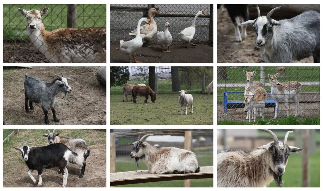【夏天浪计划】看动物只知道Toronto Zoo？那怎么能行！