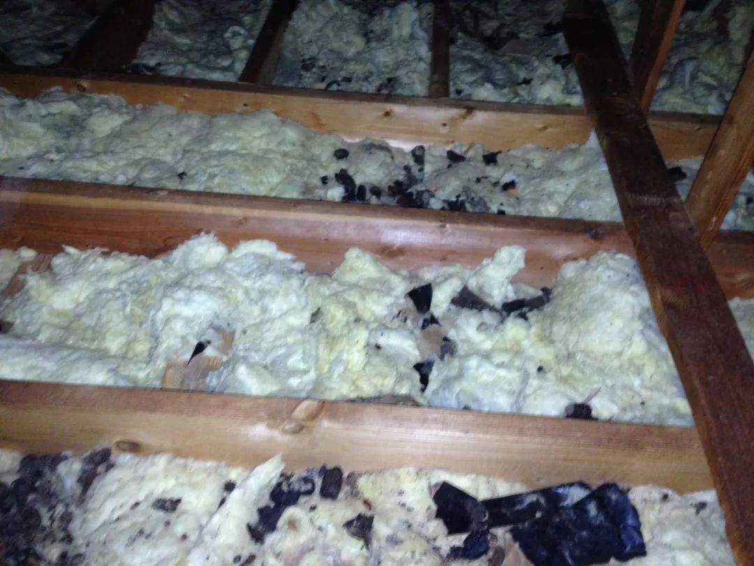 被臭鼬喷到是一种什么体验?自带BGM的臭啊~~ 被臭鼬喷到是一种什么体验?自带BGM的臭啊~~