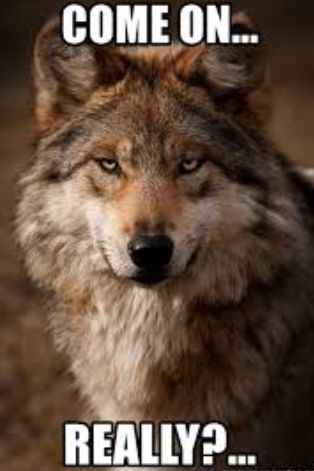 卡尔加里某苦逼居民：我家后院住了9匹狼，求弄走！政府说：管不了！！