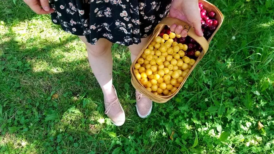 8月鲜桃压枝垂:大多地区摘桃子农场清单!码住! 8月鲜桃压枝垂:大多地区摘桃子农场清单!码住!