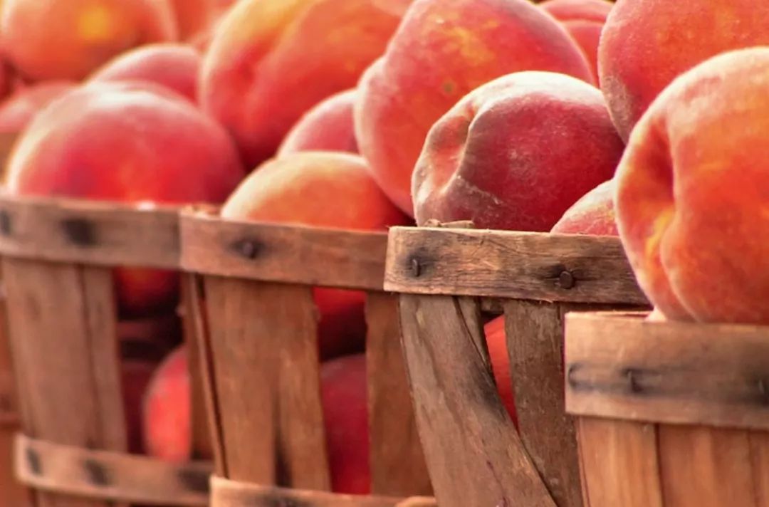 8月鲜桃压枝垂:大多地区摘桃子农场清单!码住! 8月鲜桃压枝垂:大多地区摘桃子农场清单!码住!