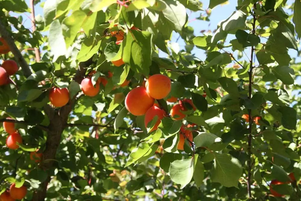 8月鲜桃压枝垂:大多地区摘桃子农场清单!码住! 8月鲜桃压枝垂:大多地区摘桃子农场清单!码住!