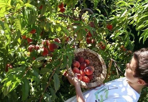 8月鲜桃压枝垂:大多地区摘桃子农场清单!码住! 8月鲜桃压枝垂:大多地区摘桃子农场清单!码住!