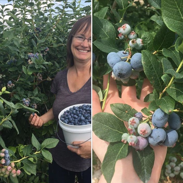 8月鲜桃压枝垂:大多地区摘桃子农场清单!码住! 8月鲜桃压枝垂:大多地区摘桃子农场清单!码住!