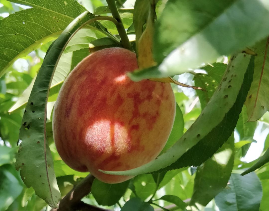 8月鲜桃压枝垂:大多地区摘桃子农场清单!码住! 8月鲜桃压枝垂:大多地区摘桃子农场清单!码住!