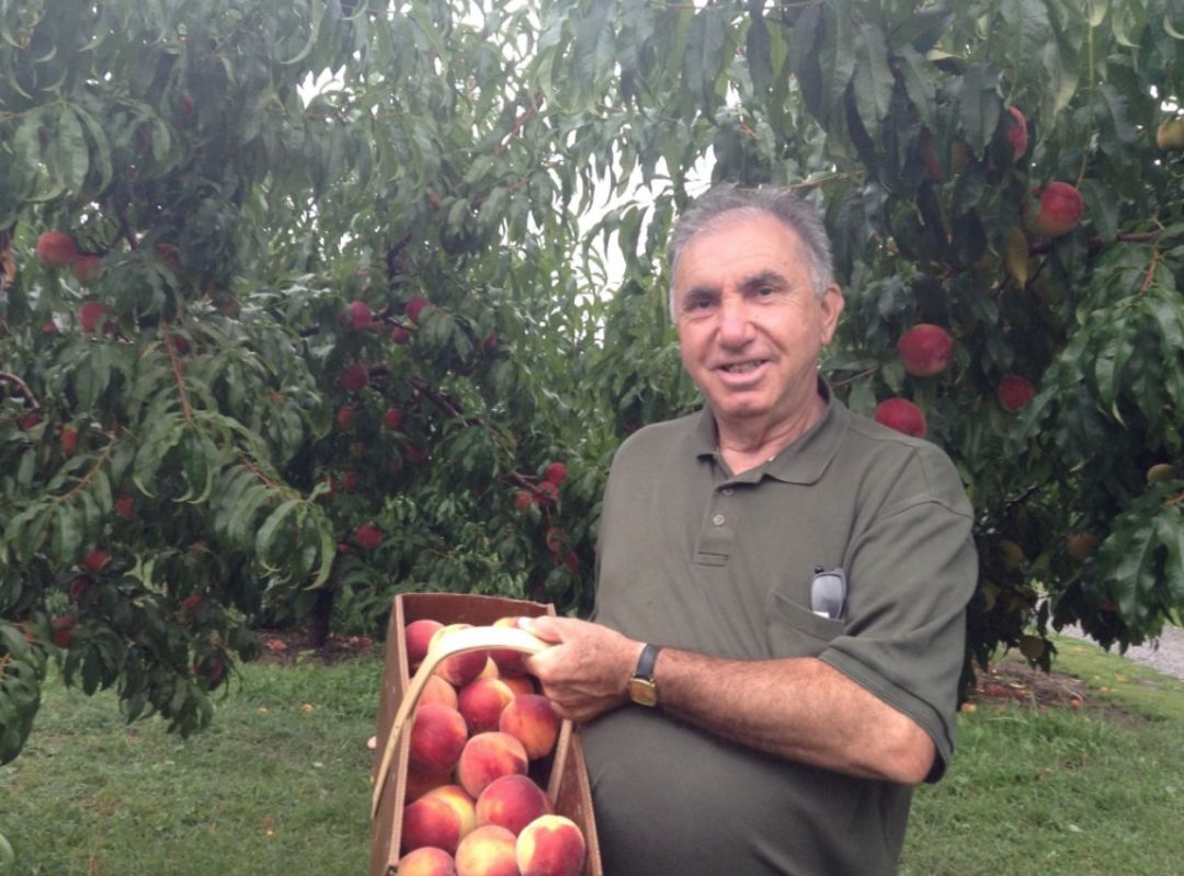 8月鲜桃压枝垂:大多地区摘桃子农场清单!码住! 8月鲜桃压枝垂:大多地区摘桃子农场清单!码住!