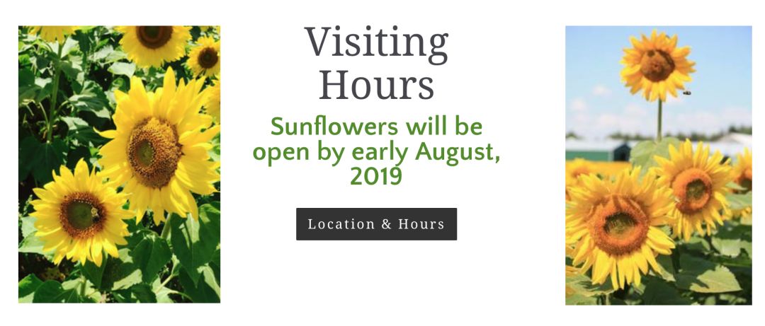 多伦多INS风向日葵农场：暑期余额不足！只来得及去看花！