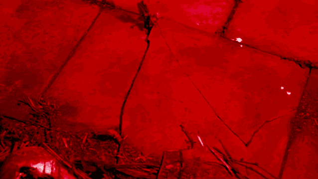 这种植物说:我能让多伦多房价暴跌80%!植物界的灭霸! 这种植物说:我能让多伦多房价暴跌80%!植物界的灭霸!