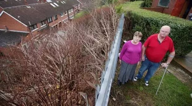 这种植物说:我能让多伦多房价暴跌80%!植物界的灭霸! 这种植物说:我能让多伦多房价暴跌80%!植物界的灭霸!