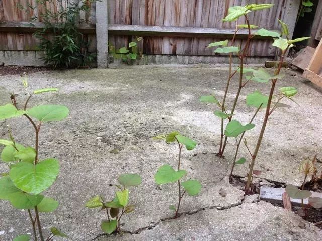 这种植物说:我能让多伦多房价暴跌80%!植物界的灭霸! 这种植物说:我能让多伦多房价暴跌80%!植物界的灭霸!