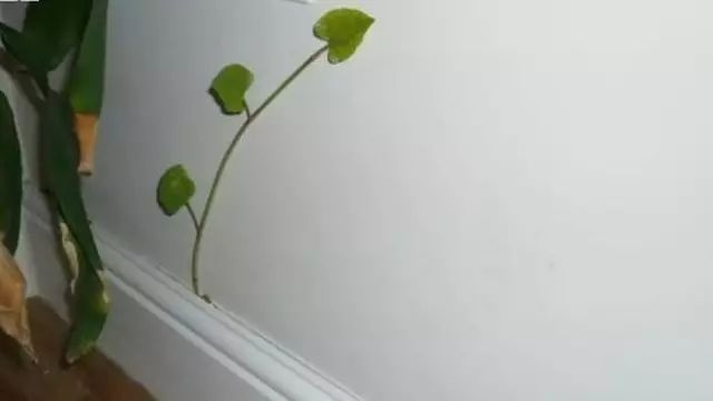 这种植物说:我能让多伦多房价暴跌80%!植物界的灭霸! 这种植物说:我能让多伦多房价暴跌80%!植物界的灭霸!