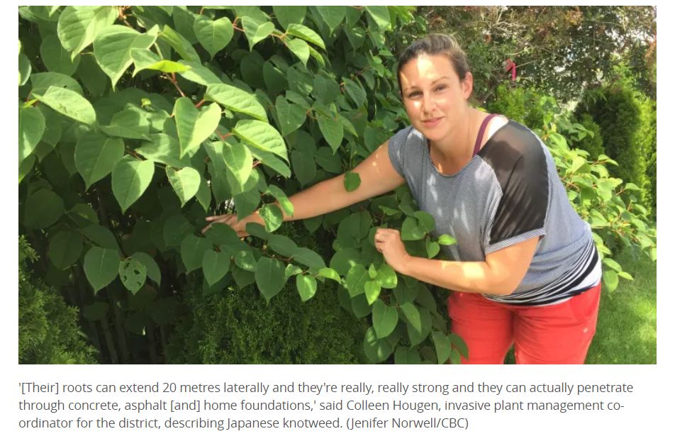 这种植物说:我能让多伦多房价暴跌80%!植物界的灭霸! 这种植物说:我能让多伦多房价暴跌80%!植物界的灭霸!