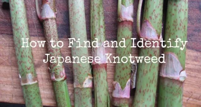 这种植物说:我能让多伦多房价暴跌80%!植物界的灭霸! 这种植物说:我能让多伦多房价暴跌80%!植物界的灭霸!