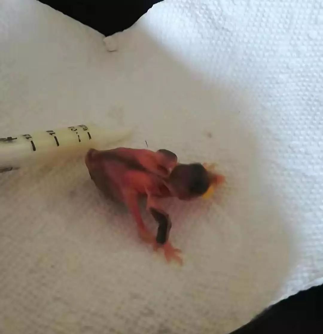 在线求助：我家后院草地上有一窝小刺猬，咋办？