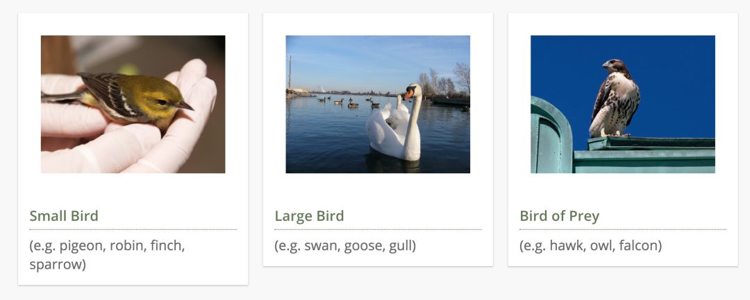 在线求助：我家后院草地上有一窝小刺猬，咋办？