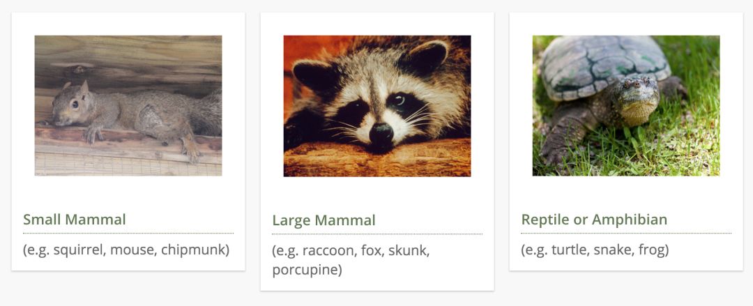 在线求助：我家后院草地上有一窝小刺猬，咋办？