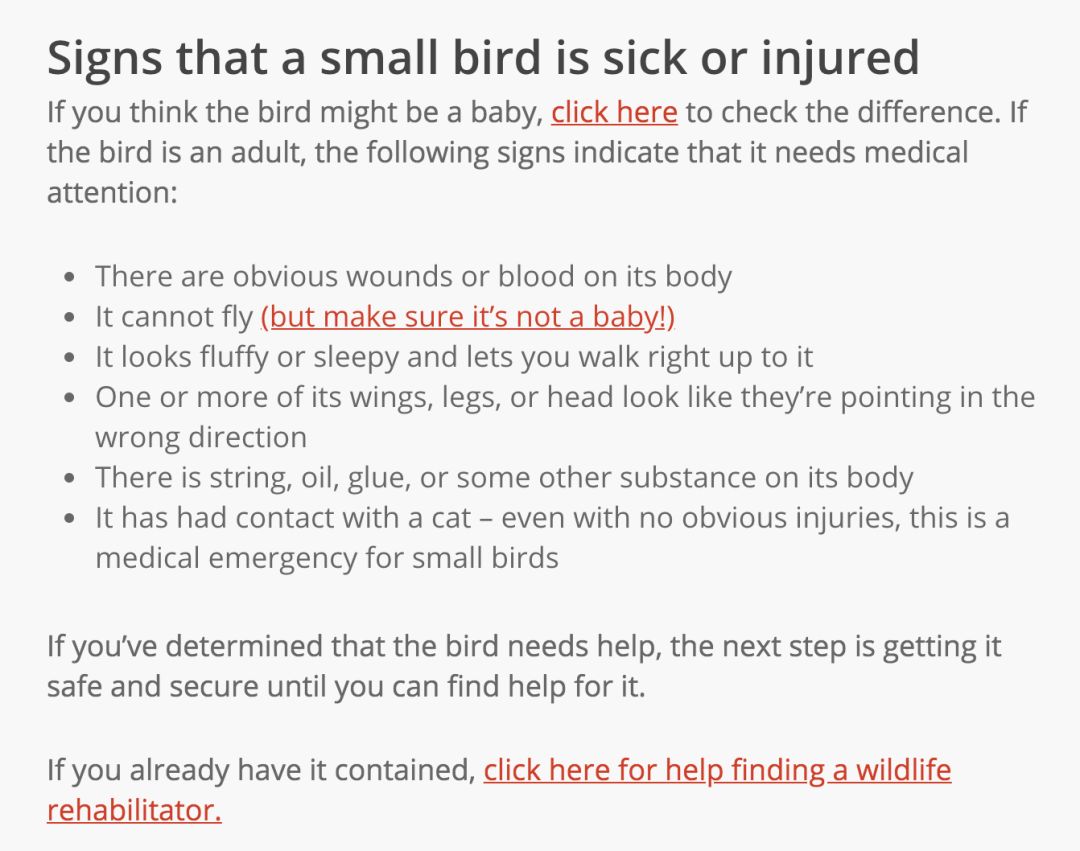 在线求助：我家后院草地上有一窝小刺猬，咋办？