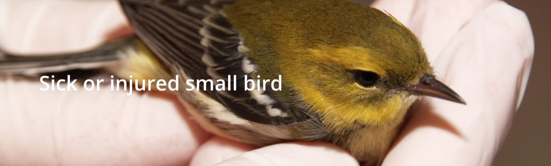 在线求助：我家后院草地上有一窝小刺猬，咋办？