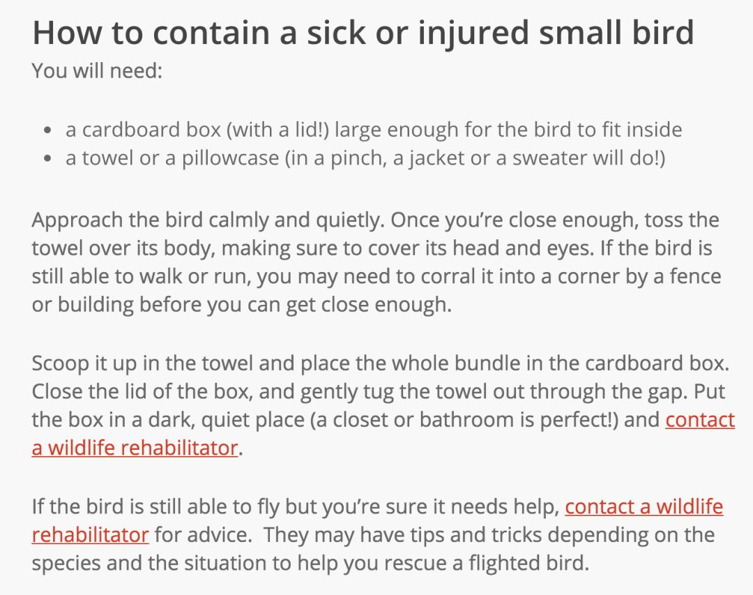 在线求助：我家后院草地上有一窝小刺猬，咋办？