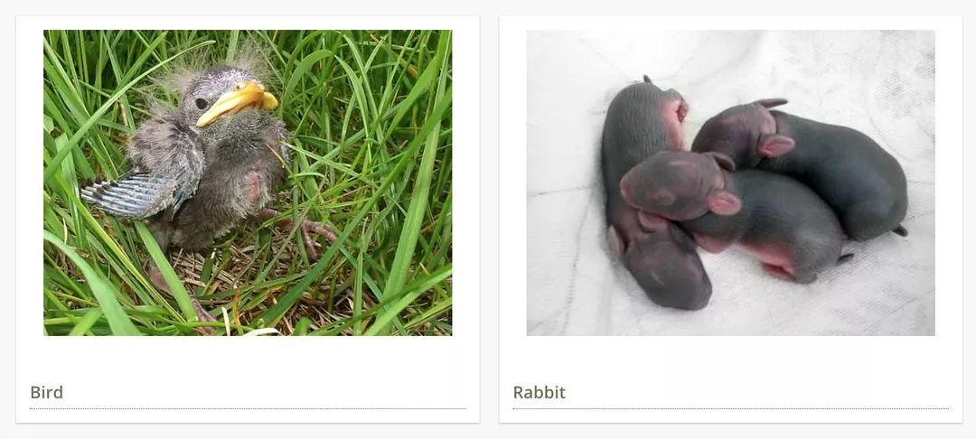 在线求助：我家后院草地上有一窝小刺猬，咋办？