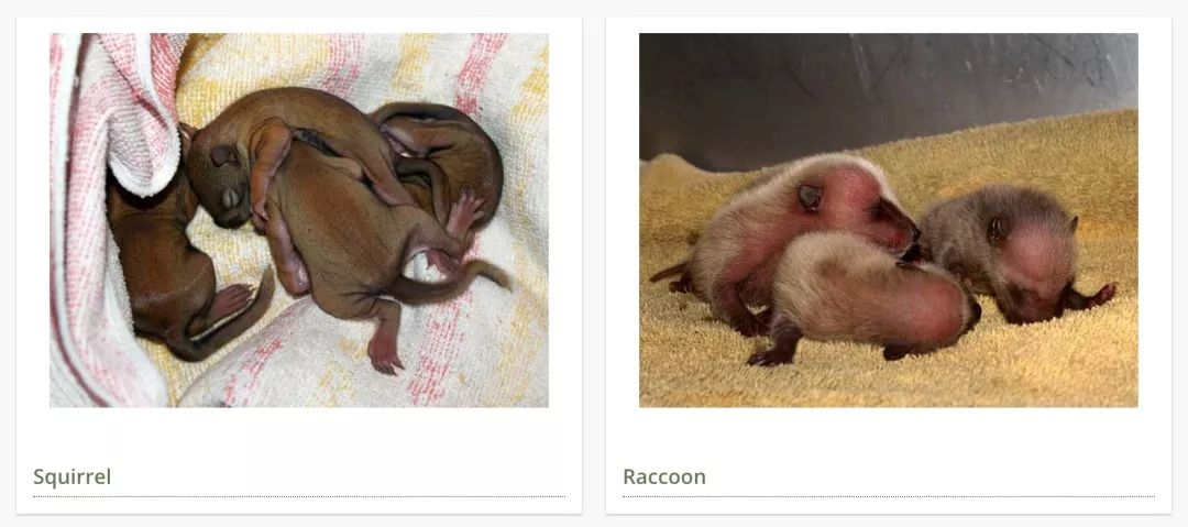 在线求助：我家后院草地上有一窝小刺猬，咋办？