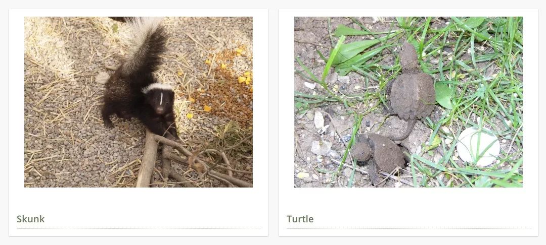 在线求助：我家后院草地上有一窝小刺猬，咋办？