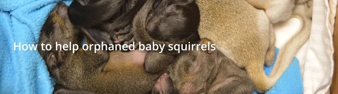 在线求助：我家后院草地上有一窝小刺猬，咋办？