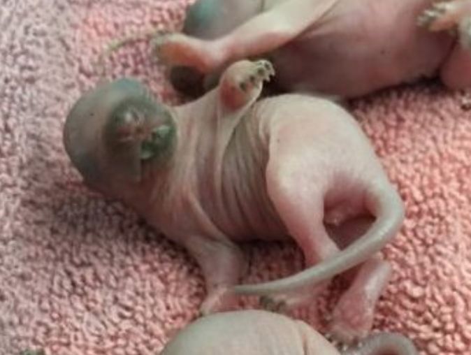 在线求助：我家后院草地上有一窝小刺猬，咋办？