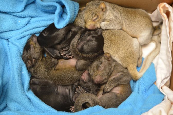 在线求助：我家后院草地上有一窝小刺猬，咋办？