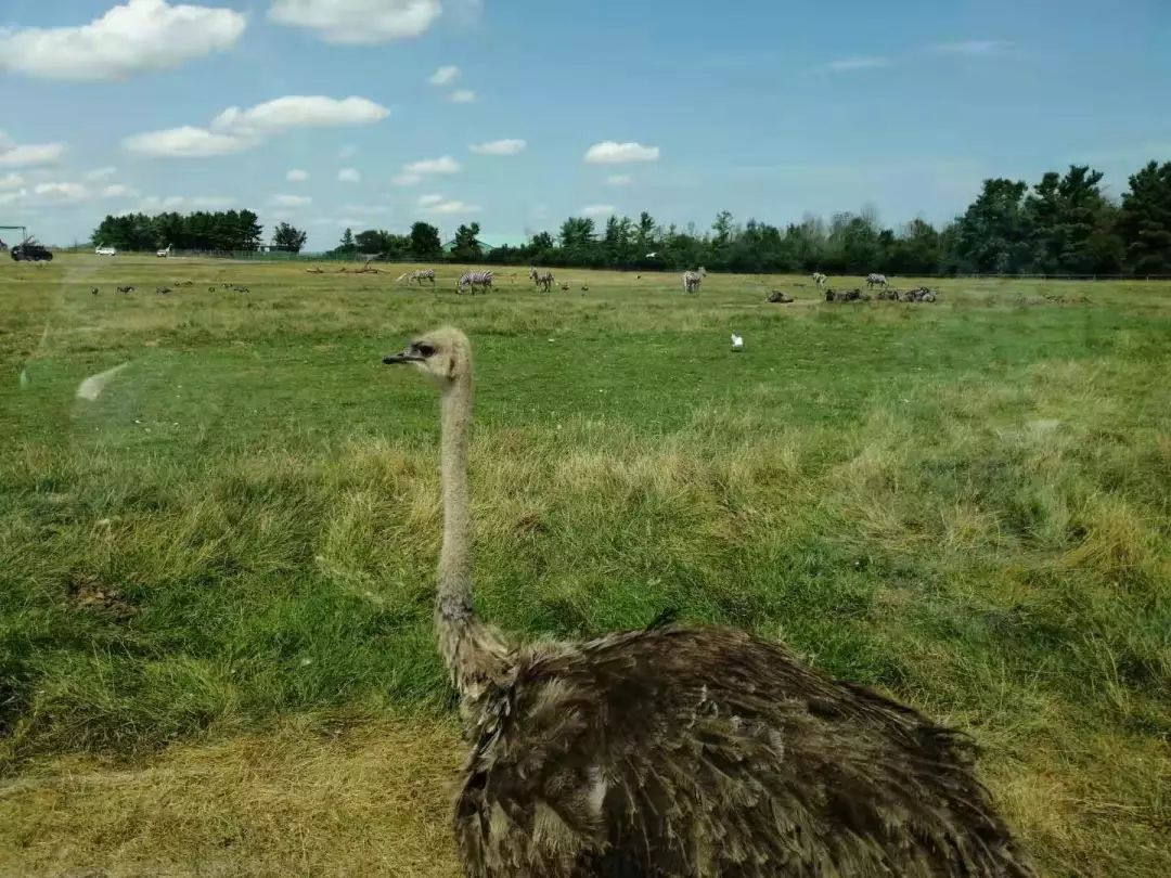 为长周末操碎心：野生动物园Safari一日游打卡实拍攻略