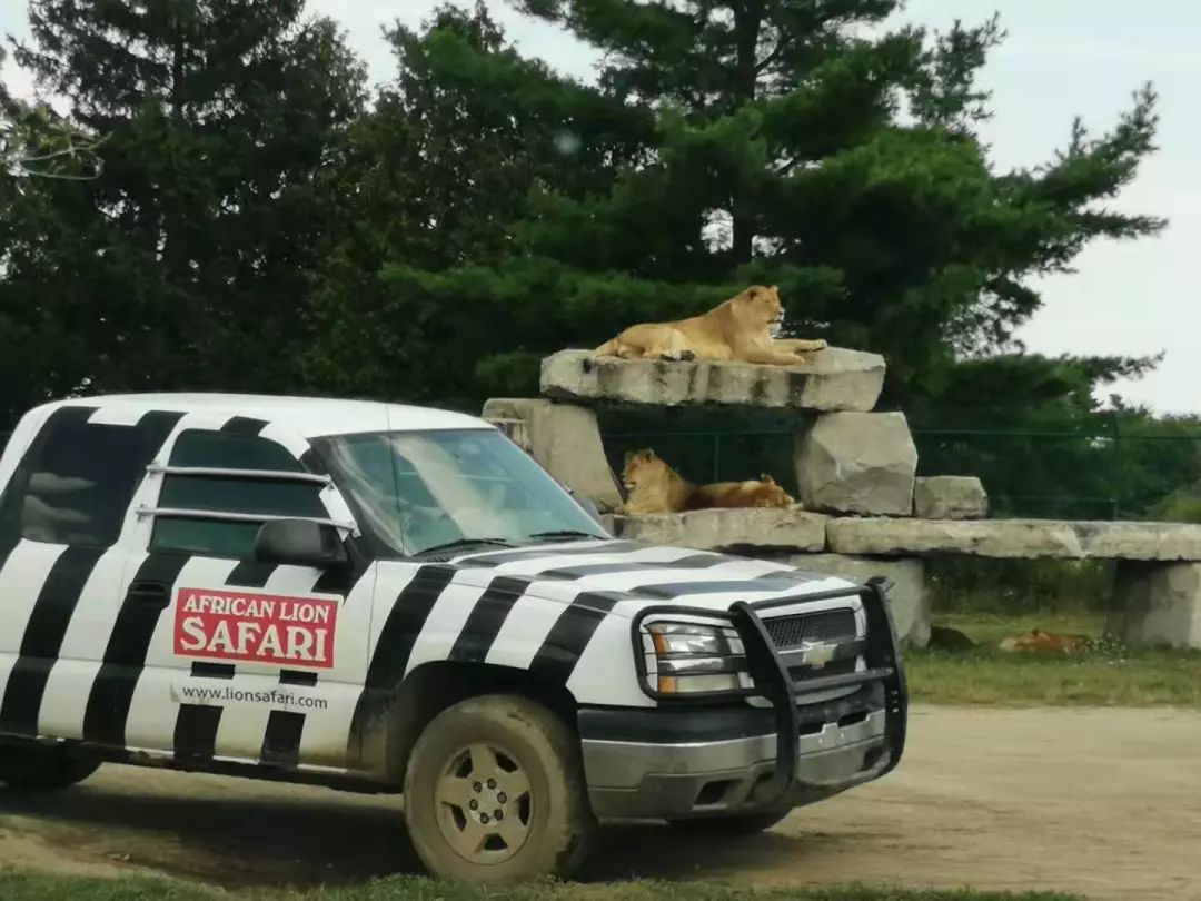 为长周末操碎心：野生动物园Safari一日游打卡实拍攻略