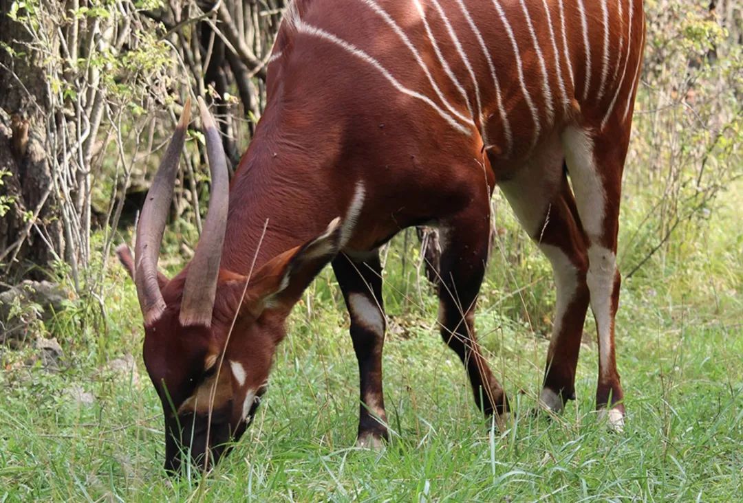 为长周末操碎心：野生动物园Safari一日游打卡实拍攻略