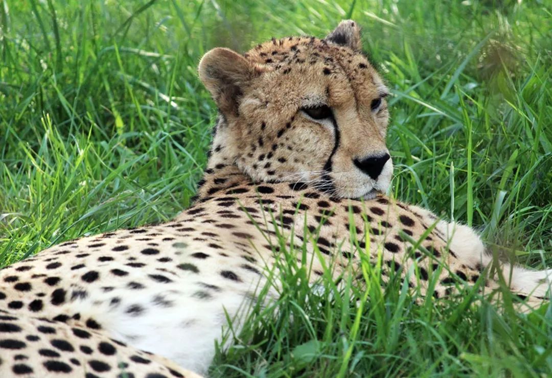 为长周末操碎心：野生动物园Safari一日游打卡实拍攻略